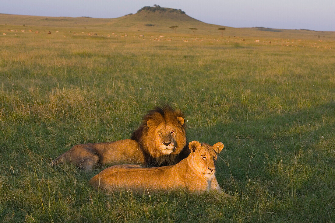 African Lion (Panthera leo) male and female, Masai Mara, Kenya