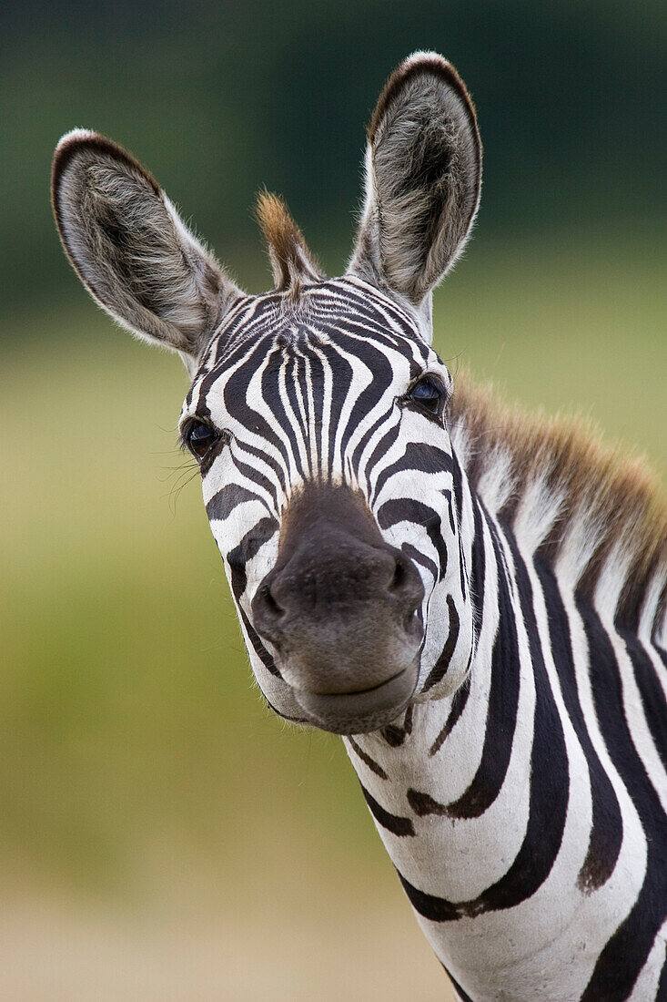 Burchell's Zebra (Equus burchellii) portrait, Masai Mara, Kenya