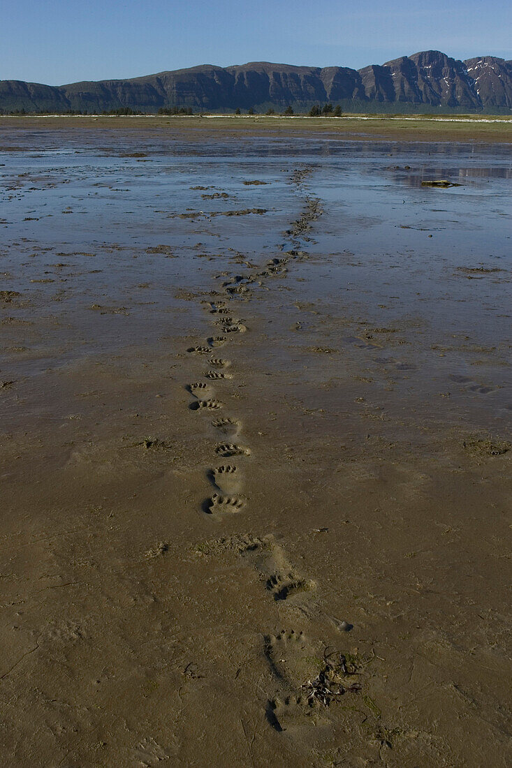 Grizzly Bear (Ursus arctos horribilis) tracks in mud, Katmai National Park, Alaska