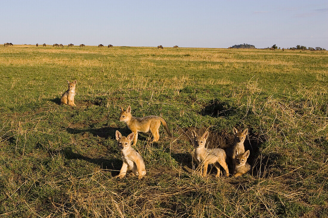 Black-backed Jackal (Canis mesomelas) pups at den entrance, Masai Mara, Kenya