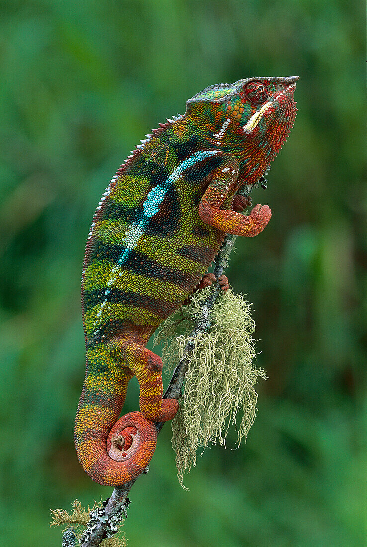 Panther Chameleon (Chamaeleo pardalis) male, Andasibe, Madagascar