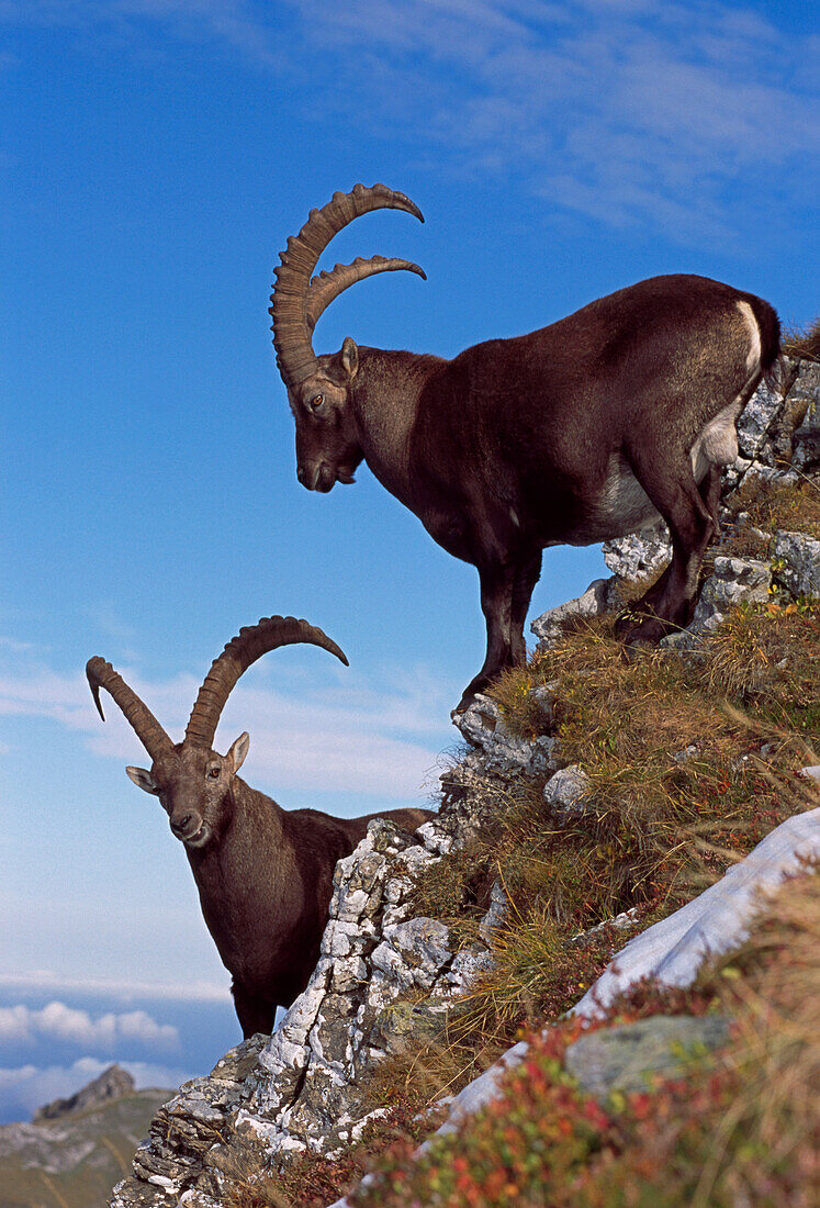 Alpine Ibex (Capra ibex) males, Switzerland