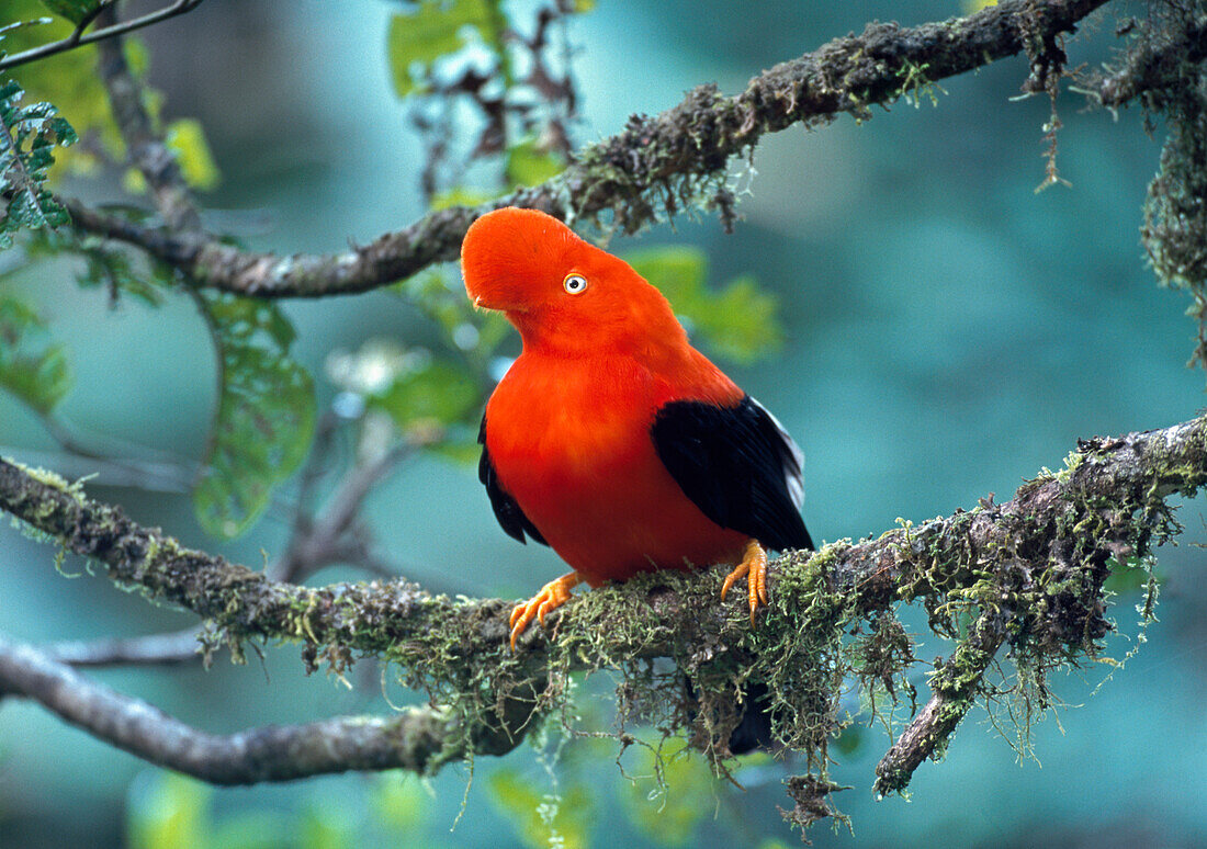 Andean Cock-of-the-rock (Rupicola peruviana) male, Manu National Park, Peru