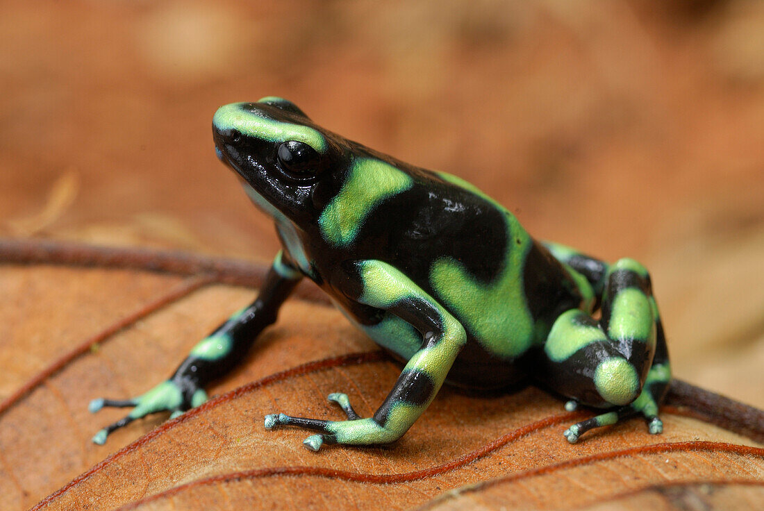 Green and Black Poison Dart Frog (Dendrobates auratus), Corcovado National Park, Costa Rica