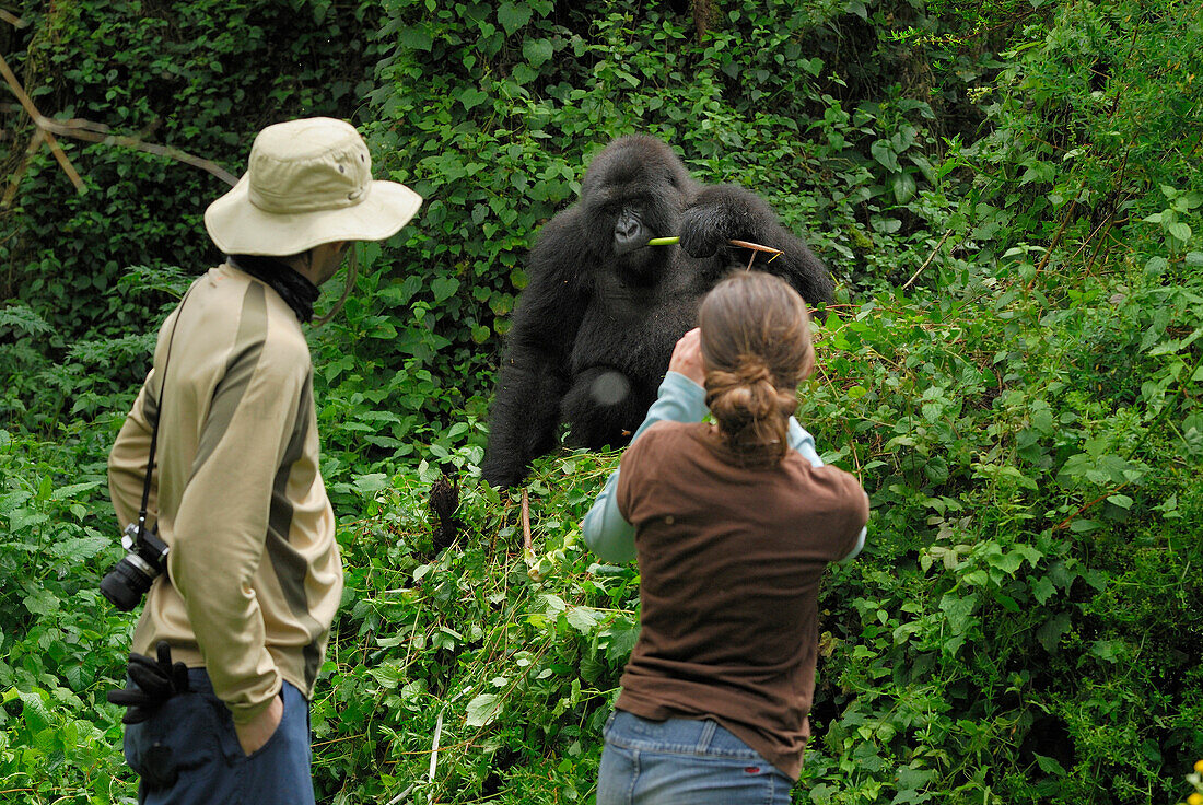 Mountain Gorilla (Gorilla gorilla beringei) adult with tourists, Volcanoes National Park, Rwanda