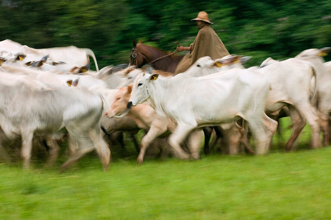 Domestic Cattle (Bos taurus), Zebu breed, and cowboy on a farm, Sao Paulo, Brazil