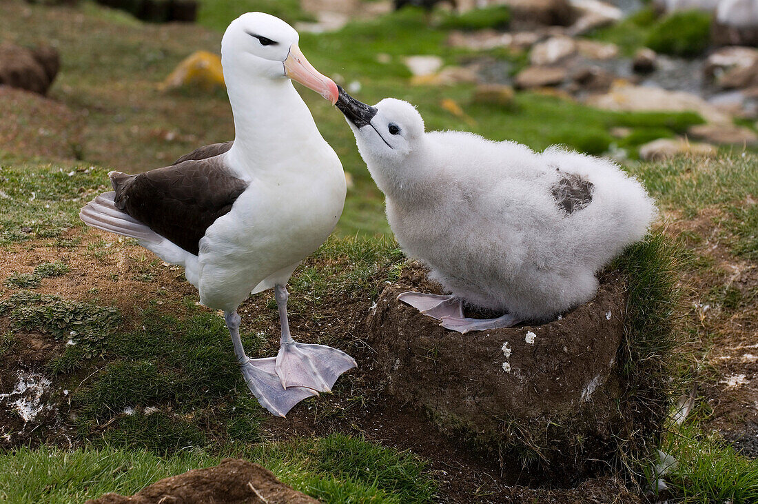 Black-browed Albatross (Thalassarche melanophrys) chick begging parent for food, Saunders Island, Falkland Islands