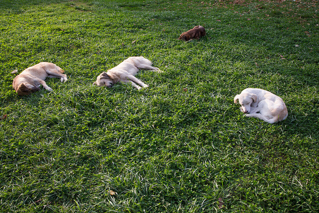 Vier Straßenhunde genießen die Nachmittagssonne auf Rasen im Stadtpark, Tirana, Albanien, Europa