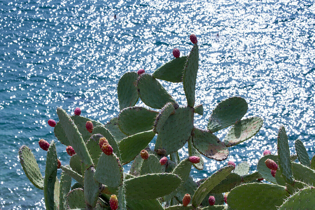 Kakteen, Opuntien, mit Adria im Hintergrund, Nafplio, Nauplia, Peloponnes, Griechenland