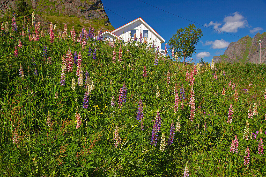 Holzhaus und Lupinen im Dorf Reine, Lofoteninsel Moskenes, Lofoten, Provinz Nordland, Nordland, Norwegen, Europa