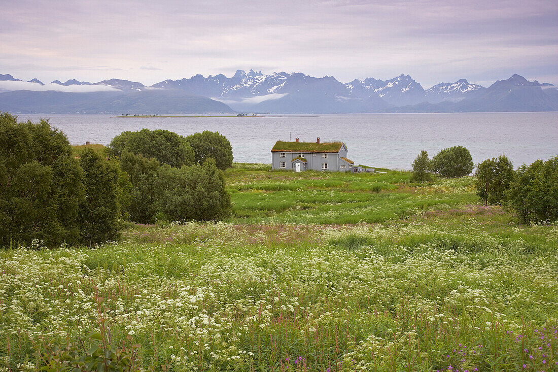 Wiese mit Holzhaus an Ostküste der Insel Hadseloy, Vesteralen, Provinz Nordland, Nordland, Norwegen, Europa