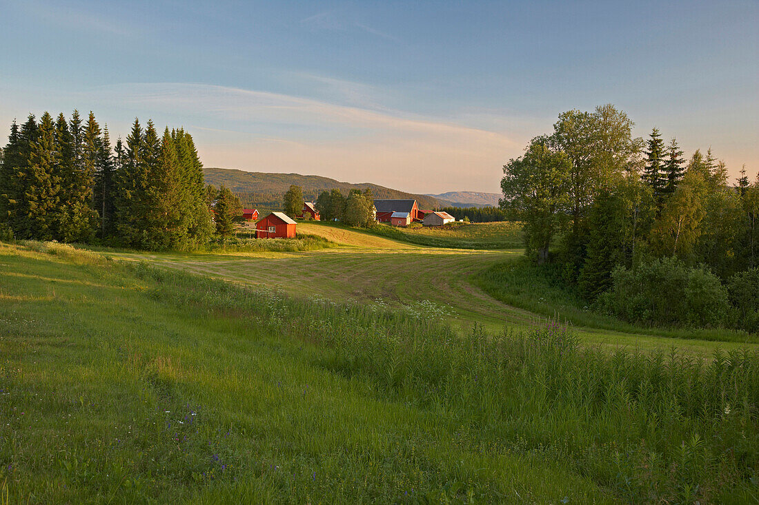Rote Bauernhäuser bei Björnstad an der E6, Provinz Nord-Tröndelag, Nordland, Norwegen, Europa