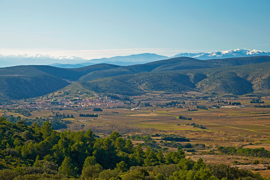 Blick über das Weinbaugebiet Corbières mit Paziols und den Pyrenäen, Dept. Aude, Languedoc-Roussillon, Frankreich, Europa