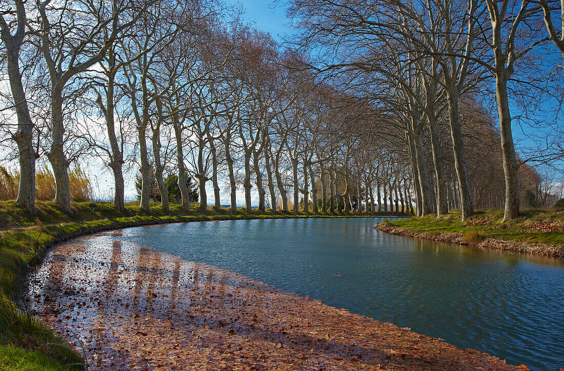 Avenue of sycamore trees along the Canal du Midi, Capestang, Dept. Hérault, Languedoc-Roussillon, France, Europe