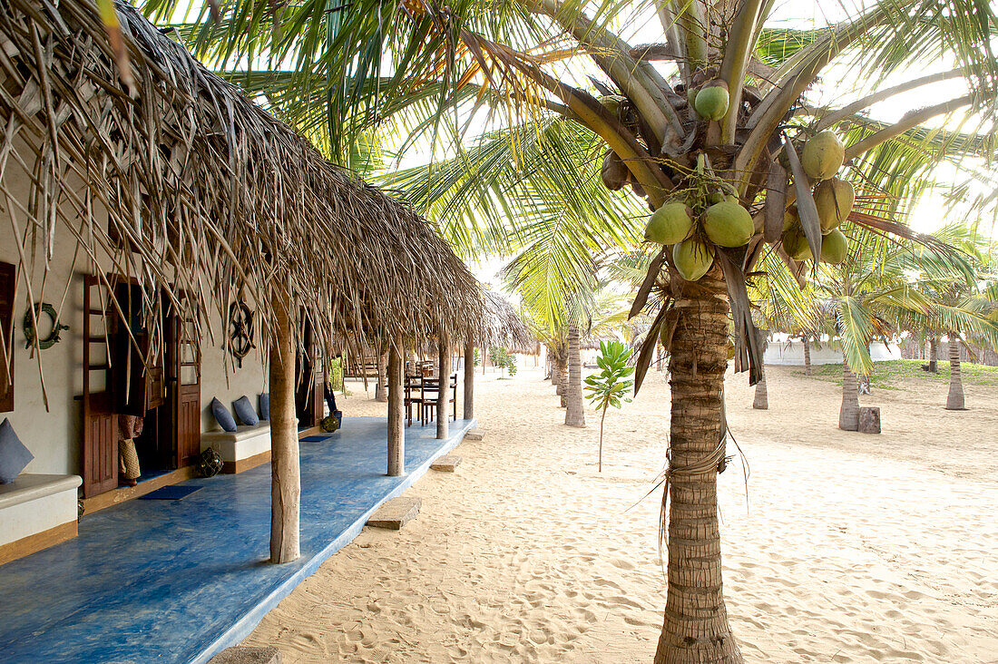 Mit Palmen bestandener sandiger Hof am Küchengebäude des Dolphin Resort, Kalpitiya, Westküste nördlich von Colombo, Sri Lanka