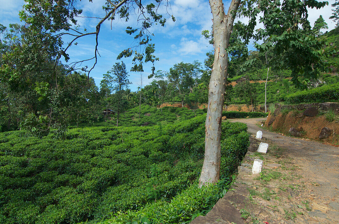 Bad road though a tea garden on the way to Sinharaja Forest Reserve Lodge in the Sinharaja Mountains, South Sri Lanka