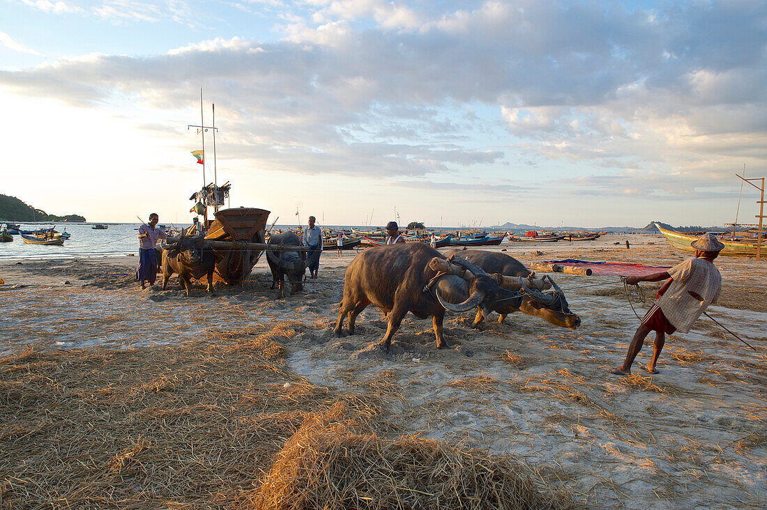 Wasserbüffel ziehen ein Boot auf den Strand, Ngapali, bekanntester Badeort Burmas am Golf von Bengalen, Rakhine, Arakan, Myanmar, Burma