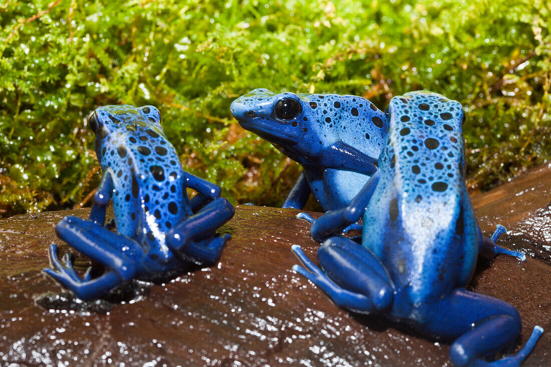 Blauer Pfeilgiftfrosch, Dendrobates tinctorius azureus, Surinam