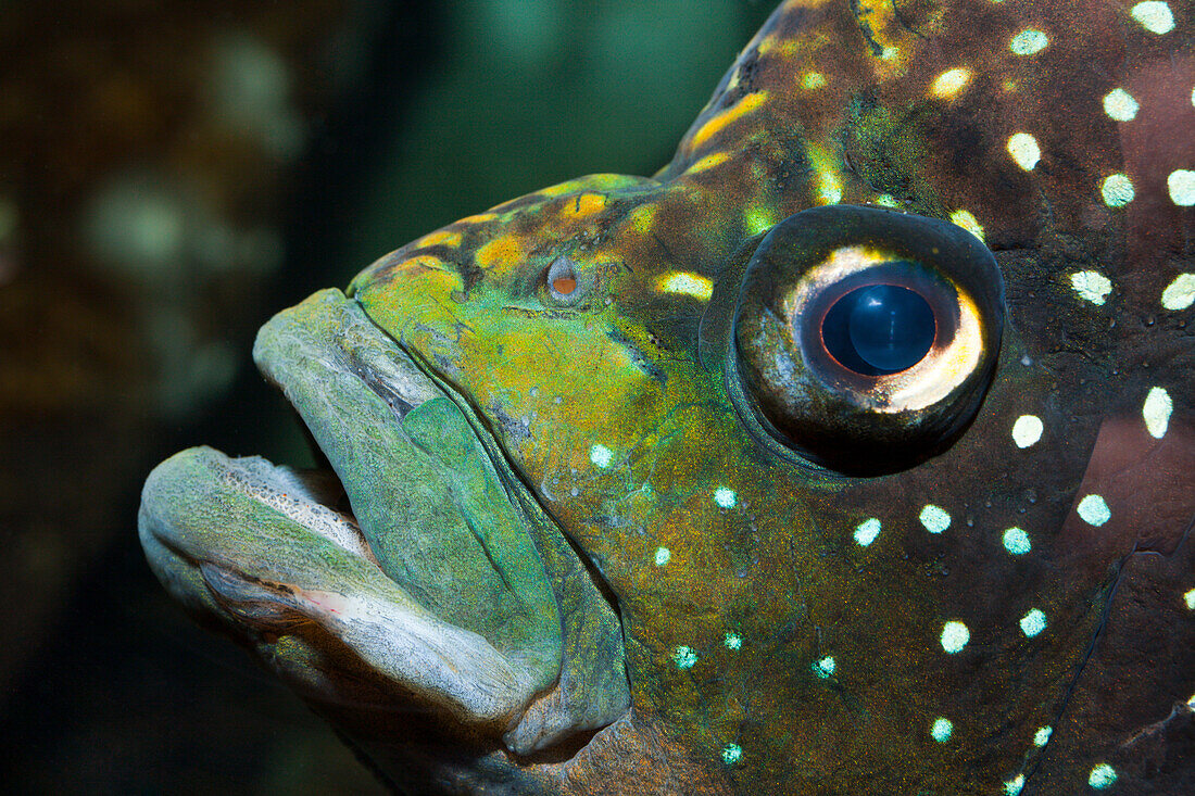 Pollini Cichlid, Paratilapia polleni, Madagascar