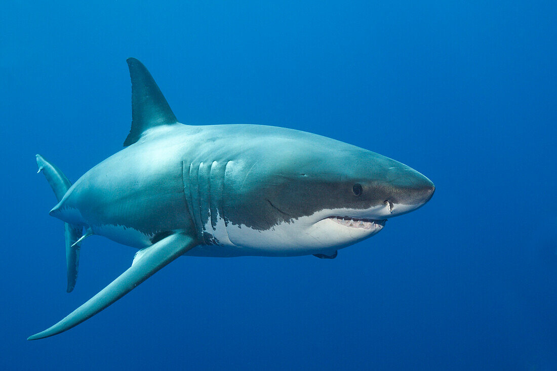 Grosser Weisser Hai, Carcharodon carcharias, Guadalupe Island, Mexiko