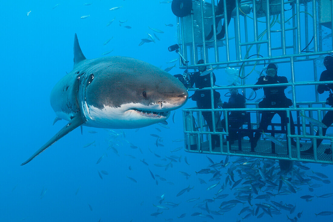 Great White Shark Cage Diving, Carcharodon carcharias, Guadalupe Island, Mexico