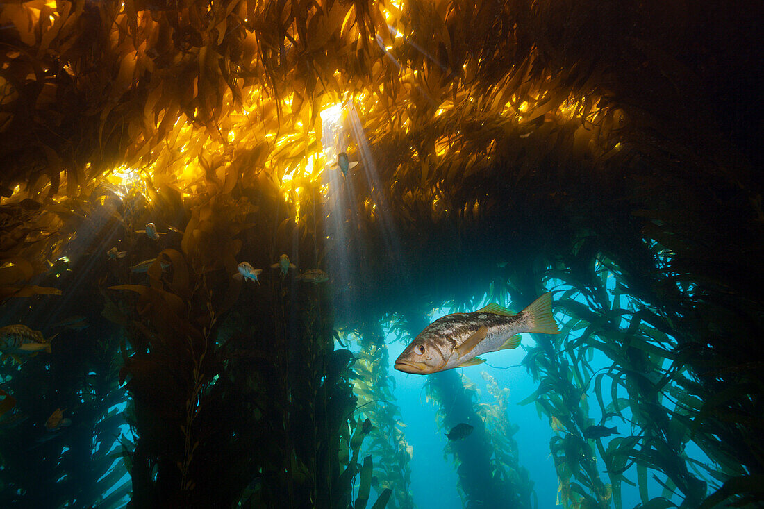 Kelp Bass Saegebarsch, Paralabrax clathratus, San Benito Island, Mexiko
