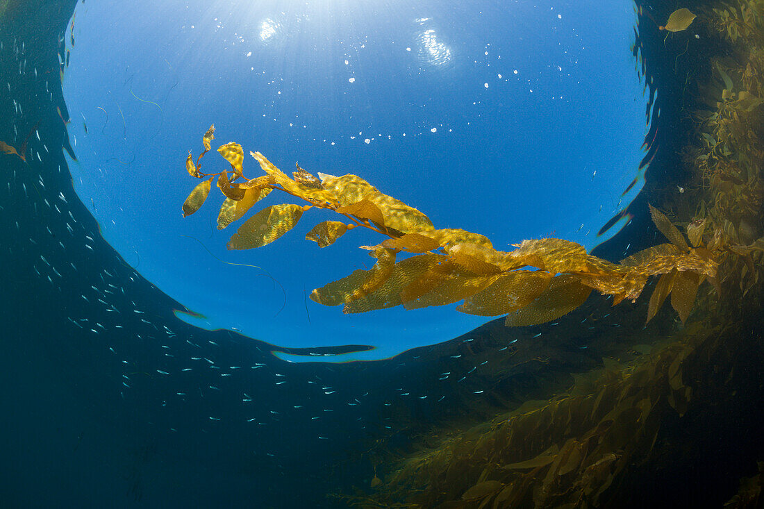 Kelp Forest Giant Kelp, Macrocystis pyrifera, San Benito Island, Mexico