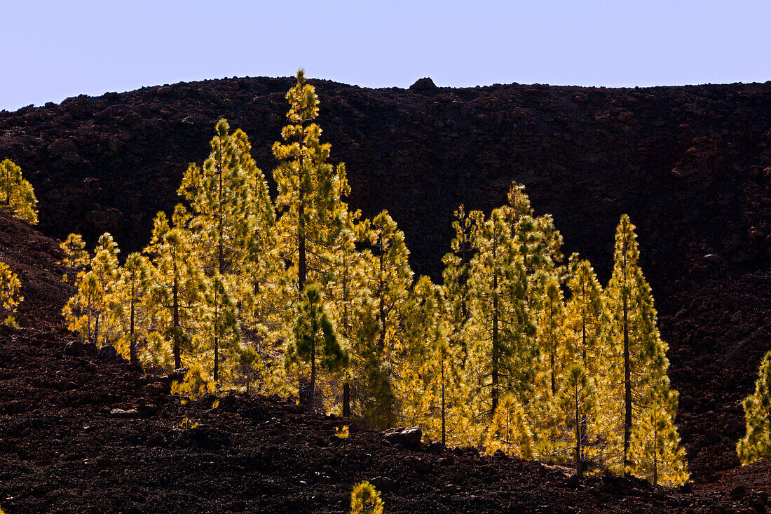 Kanaren-Kiefern im Teide Nationalparks, Pinus canariensis, Teneriffa, Spanien