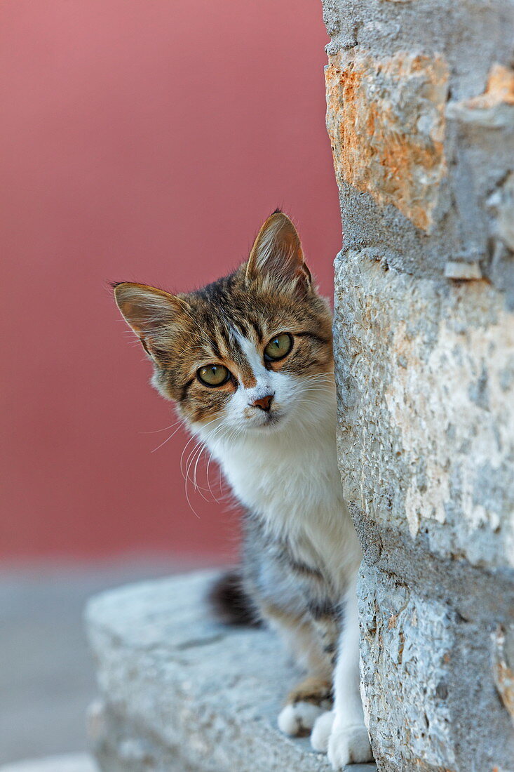 Cat peeping behind the wall of a house in Chora, Symi Town, Symi, Dodecanese, South Aegean, Greece