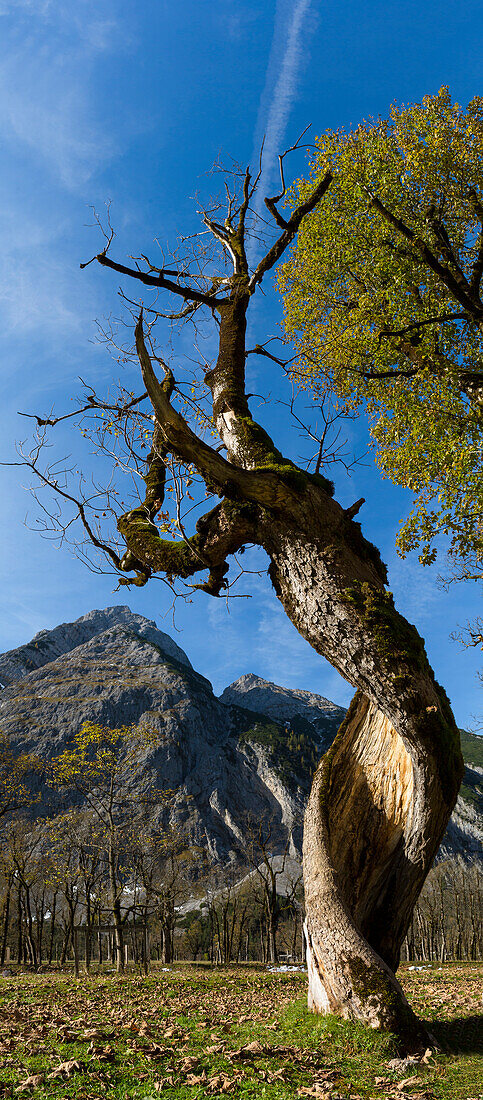 Baum mit gedrehten Stamm, Grosser Ahornboden mit Karwendel im Hintergrund, Tirol, Österreich