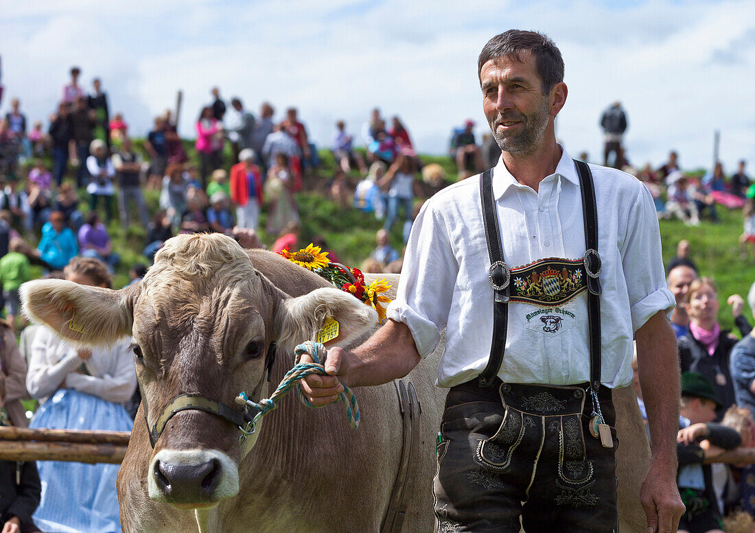 Ochsenrennen in Münsing am Starnberger See, Landkreis Bad Tölz, Wolfratshausen, Oberbayern, Bayern, Deutschland