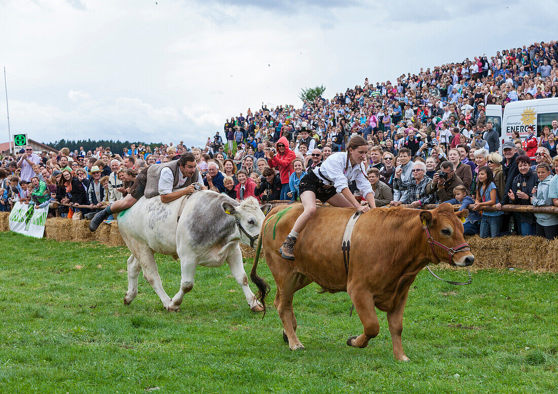 Ochsenrennen in Münsing am Starnberger See, Landkreis Bad Tölz, Wolfratshausen, Oberbayern, Bayern, Deutschland