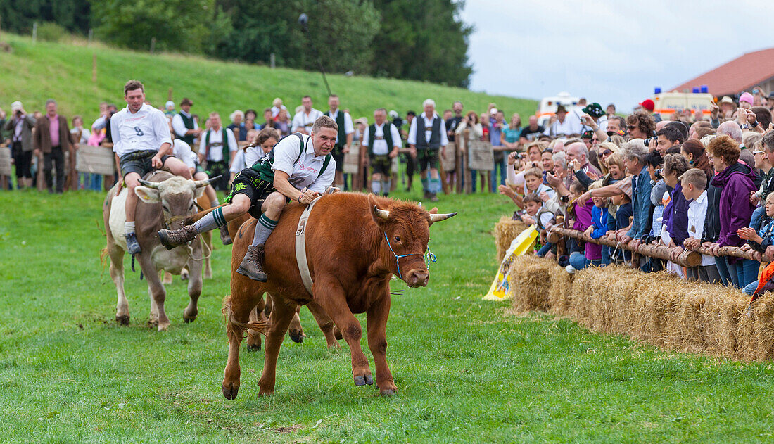 Ochsenrennen in Münsing am Starnberger See, Landkreis Bad Tölz, Wolfratshausen, Oberbayern, Bayern, Deutschland