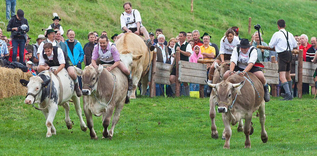 Ox racing in Muensing, Lake Starnberg, Bad Toelz, Wolfratshausen, Upper Bavaria, Bavaria, Germany
