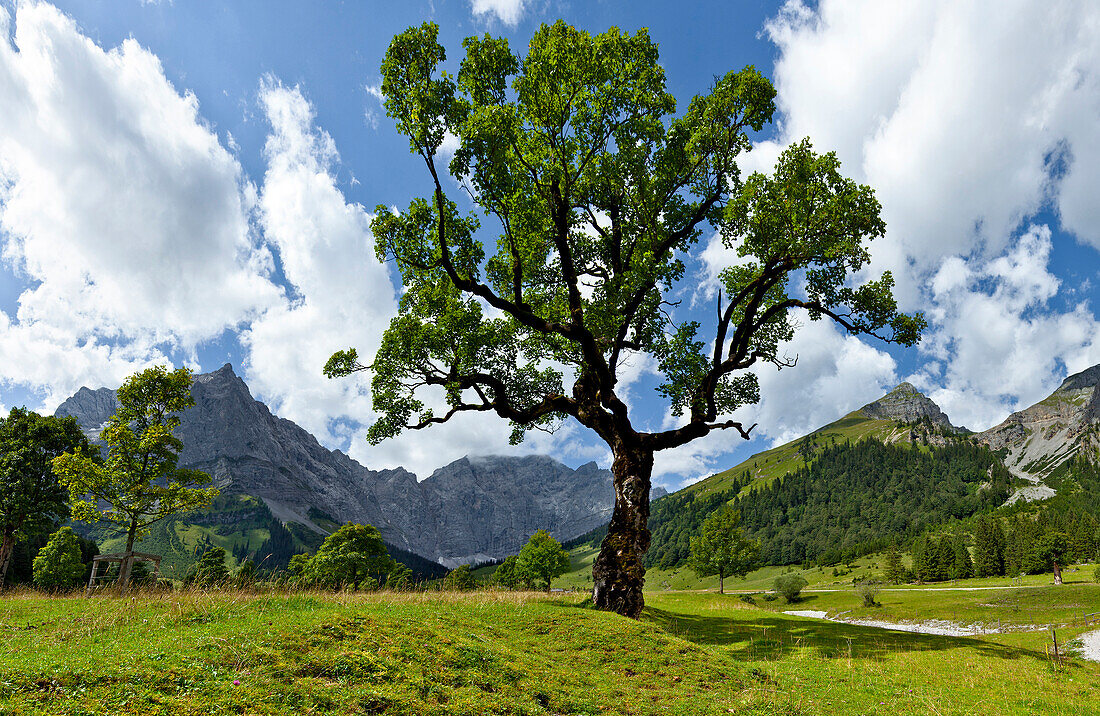 Grosser Ahornboden mit Karwendel im Hintergrund, Tirol, Österreich