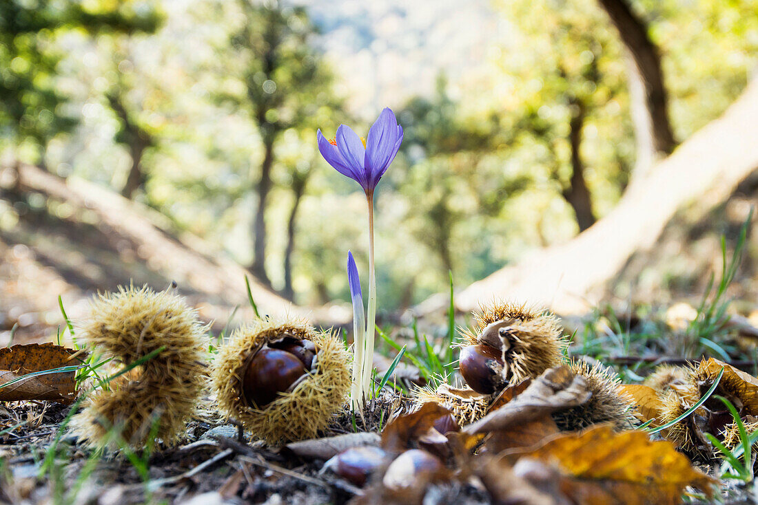 Chestnuts and meadow saffron, near Calizzano, province of Savona, Italian Riviera, Liguria, Italy
