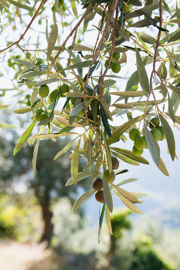 Oliven, bei Castelvecchio di Rocca Barbena, Provinz Savona, Riviera di Levante, Ligurien, Italien