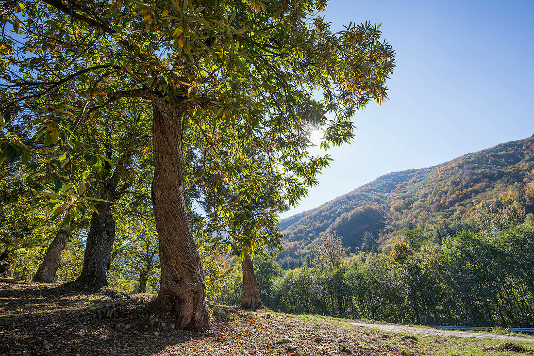 Esskastanien, bei Calizzano, Provinz Savona, Riviera di Levante, Ligurien, Italien