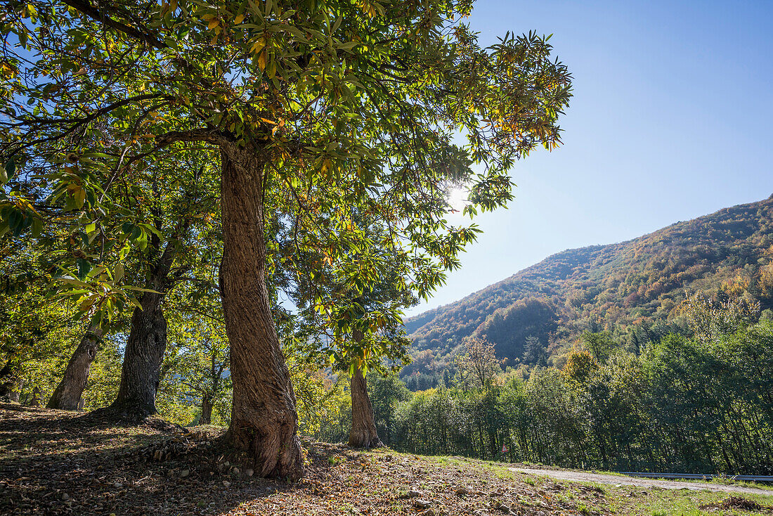 chestnut trees, near Calizzano, province of Savona, Italian Riviera, Liguria, Italy