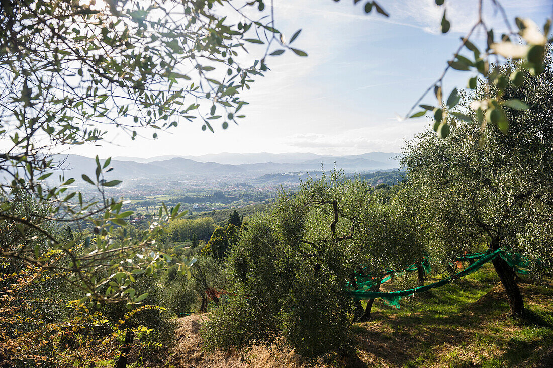 Olivenernte bei Castelnuovo Magra, Provinz La Spezia, Ligurien, Italien
