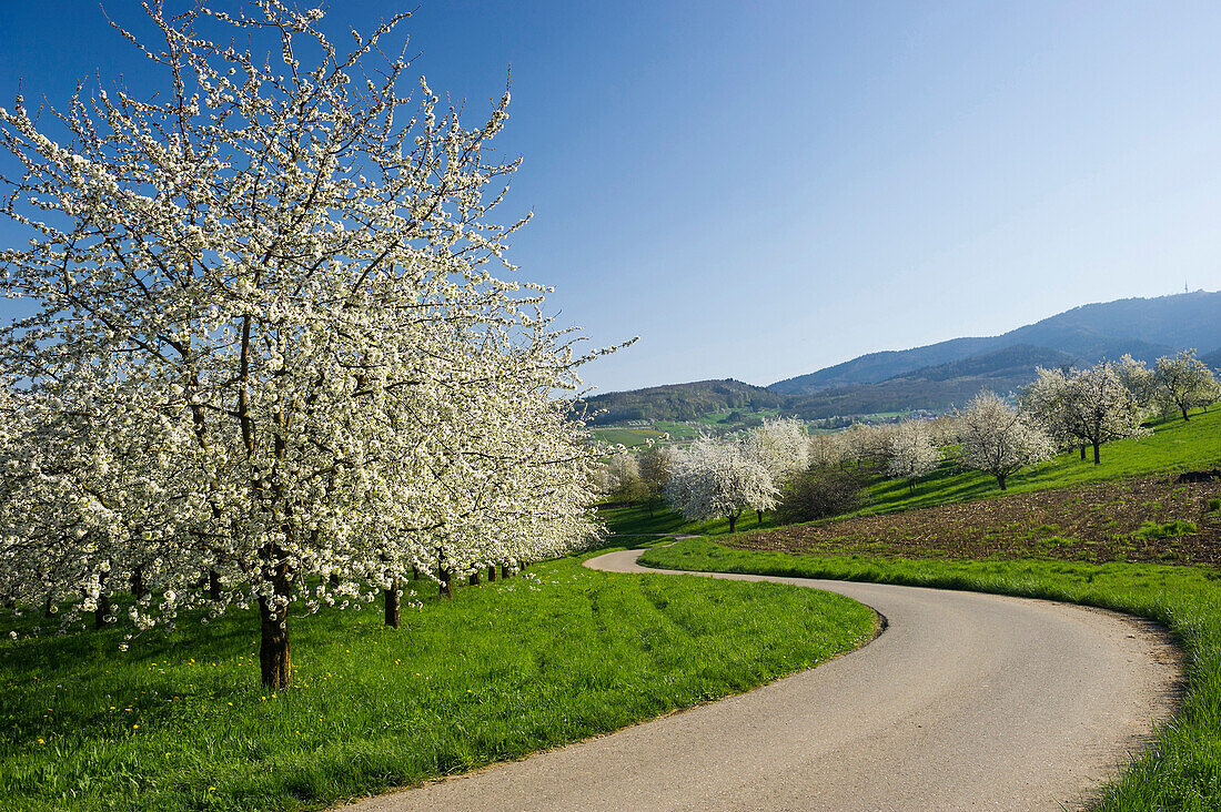 Blossoming cherry trees, Obereggenen near Muellheim, Black Forest, Baden-Wuerttemberg, Germany
