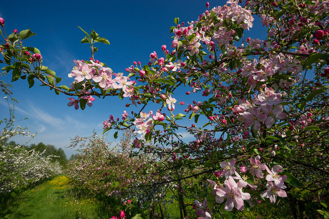 blühende Apfelbäume bei Offenburg, Ortenau, Schwarzwald, Baden-Württemberg, Deutschland