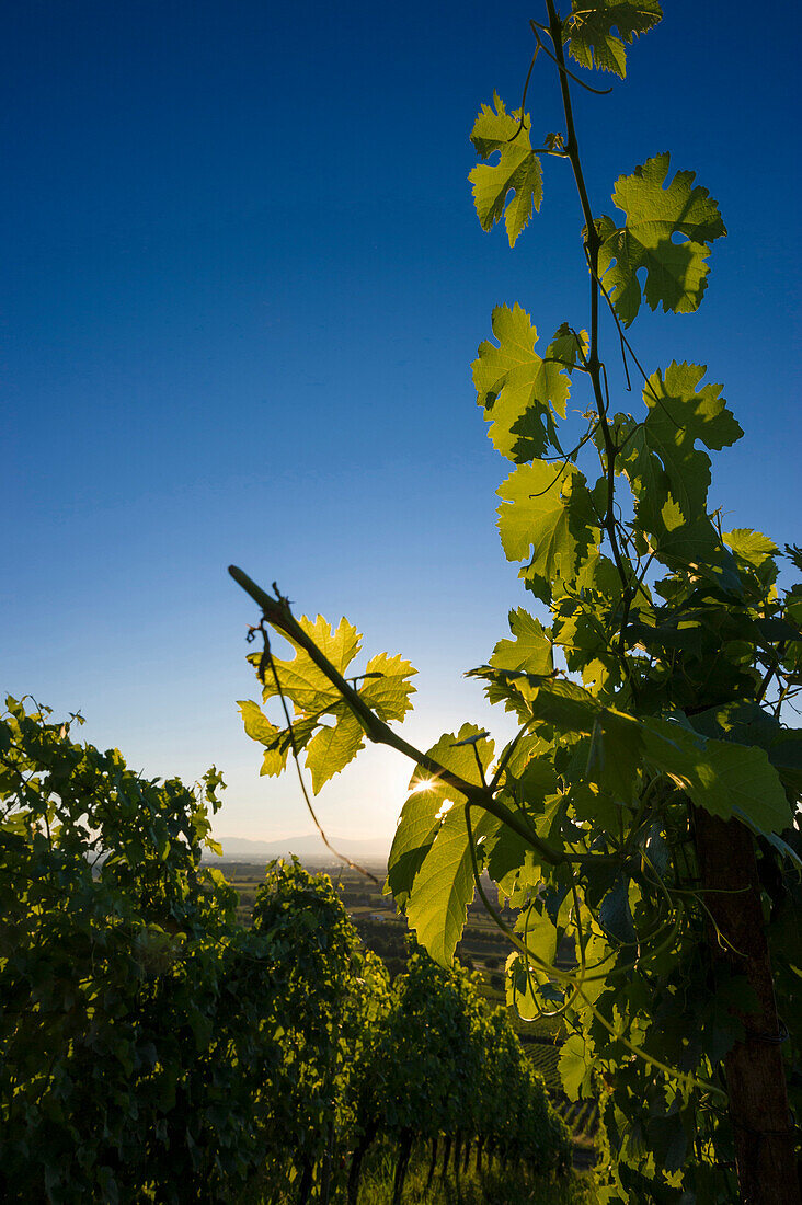 Weinberg und Rheintal bei Freiburg im Breisgau, Schwarzwald, Baden-Württemberg, Deutschland