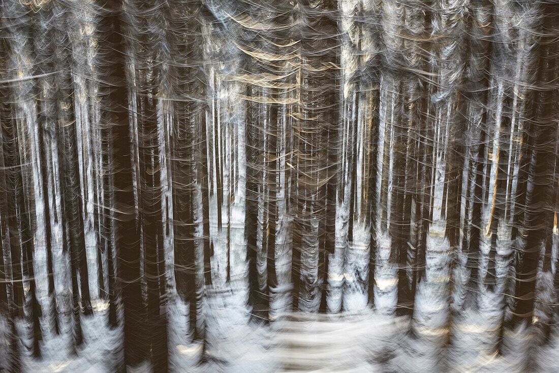 Spruce forest seen from the Brocken steam train, Harz, Saxony-Anhalt, Germany