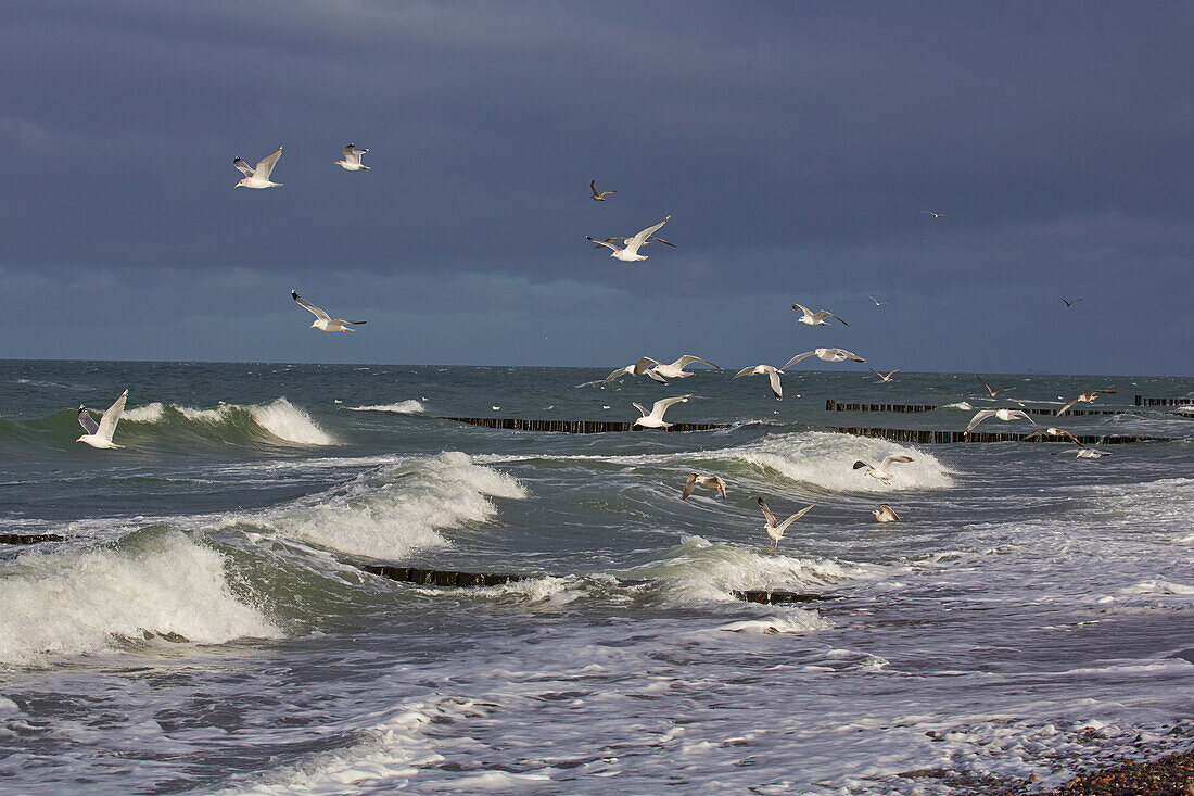 Seagulls in the surf, Baltic sea coast near Boergerende, Rostock, Mecklenburg-Vorpomerania, Germany