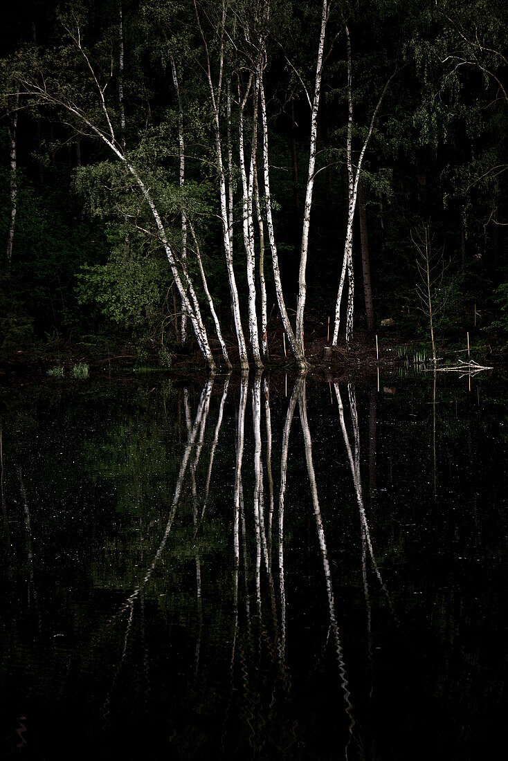 Birch trees at a lake, Tanna, Thuringia, Germany