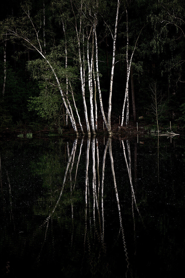 Birken an einem See, Tanna, Thüringen, Deutschland