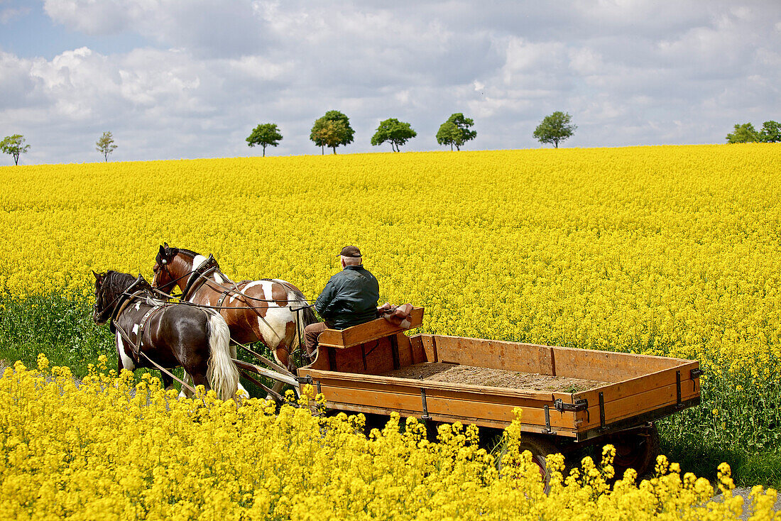 Horse-drawn carriage between blooming canola fields, Tanna, Thuringia, Germany
