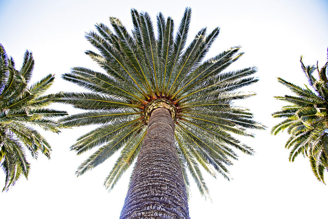Palm trees at beach, Finale Ligure, Province of Savona, Liguria, Italy