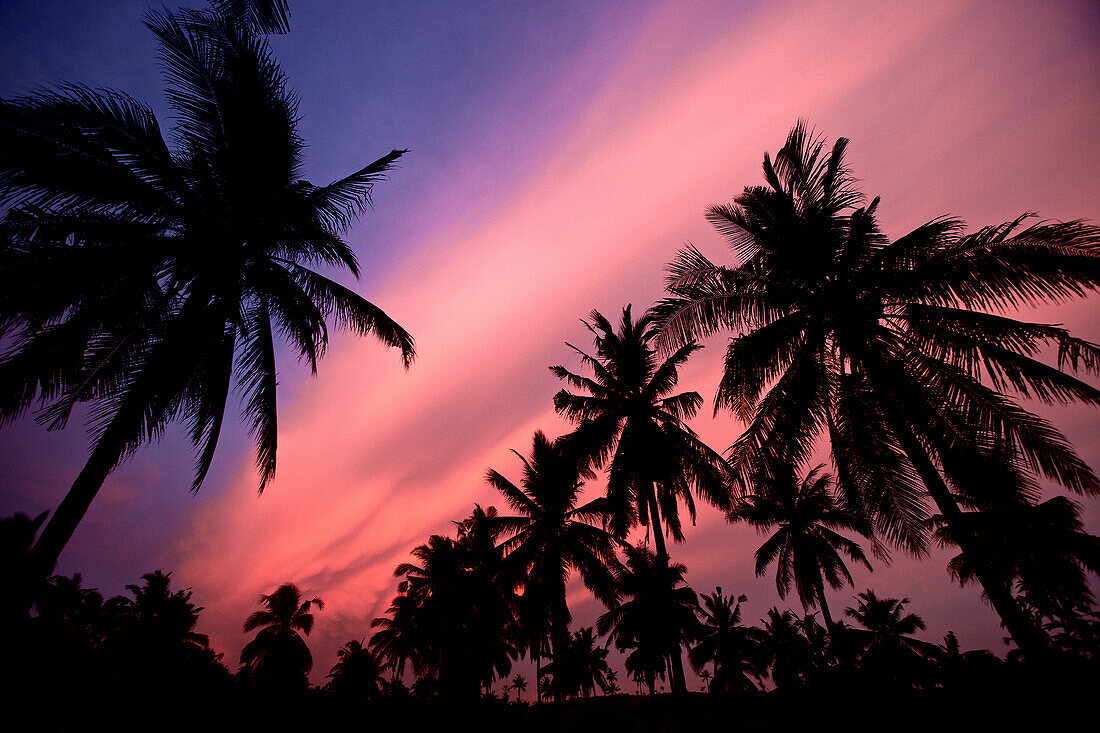 Palm trees at dusk, Jakarta, Java, Indonesia